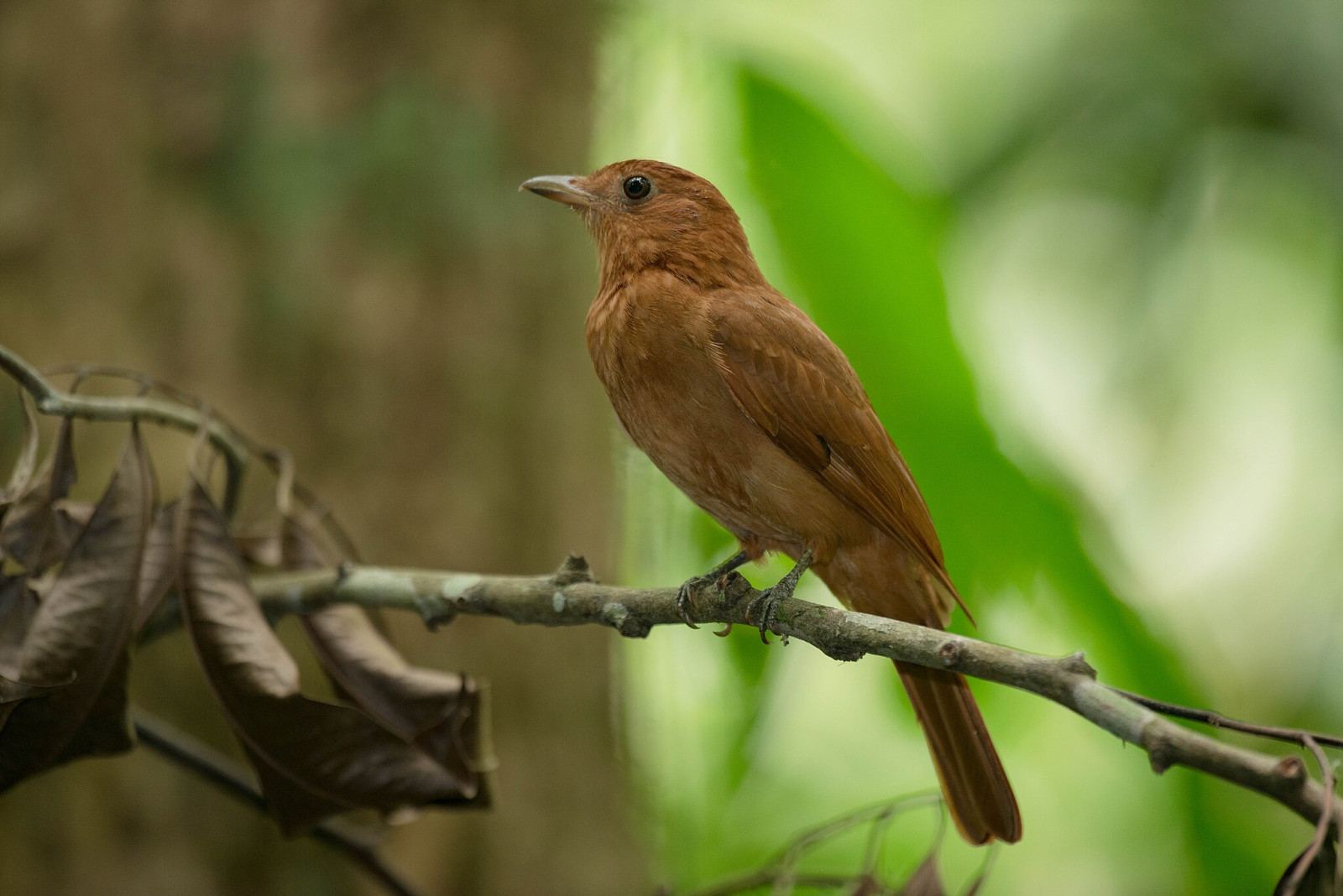 image Rufous Piha